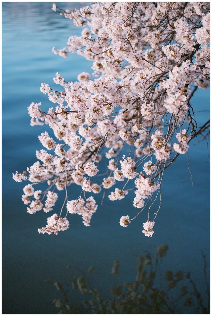 peak bloom during dc cherry blossom season
