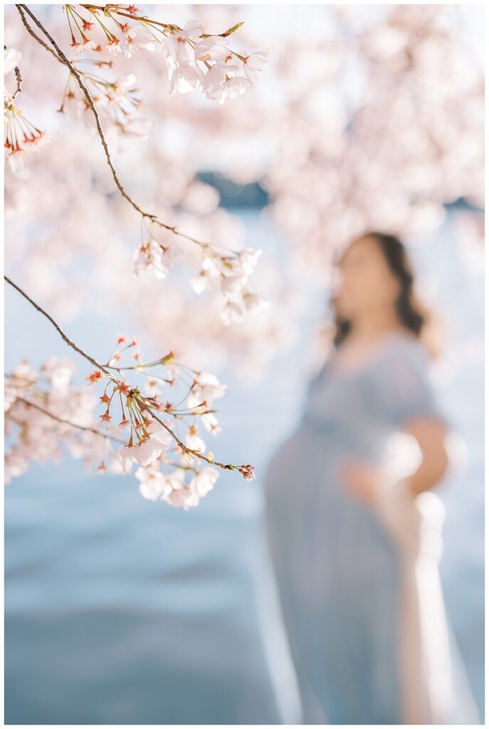 pregnant mother surrounded by washington dc cherry blossoms

